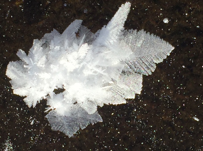 Feather in Ice